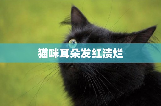 猫咪耳朵发红溃烂